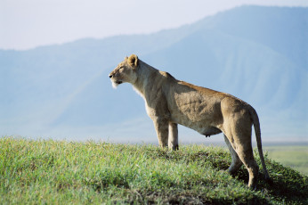 Картинка животные львы львица