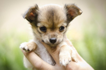 Картинка животные собаки щенок