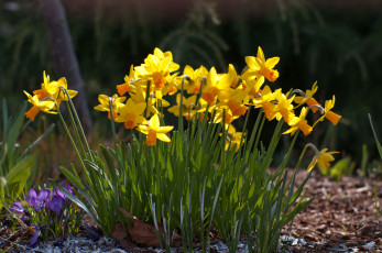 Картинка цветы разные вместе нарциссы крокусы