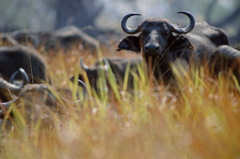 Картинка животные коровы буйволы буйвол