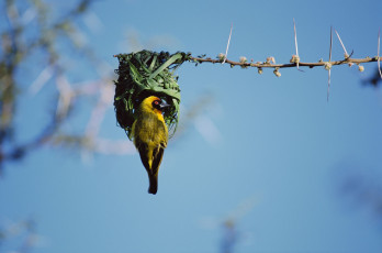 Картинка животные гнезда птиц гнездо африканский воробей птица-ткач