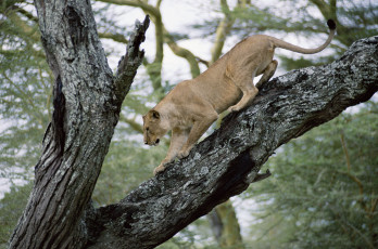 Картинка животные львы львица дерево