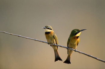 Картинка животные щурки пчелоеды ветка