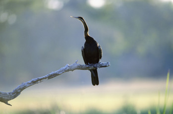 Картинка животные Чайки бакланы крачки ветка