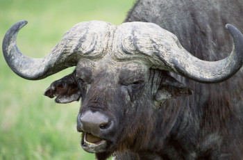 Картинка животные коровы буйволы африканский буйвол