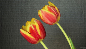 Картинка цветы тюльпаны фон