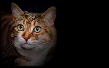 Картинка животные коты морда