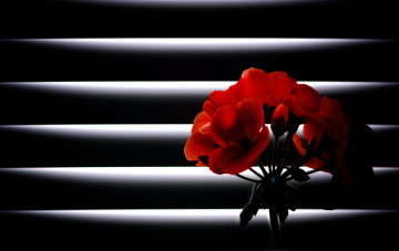 Картинка цветы герань ночь цветок лучи света