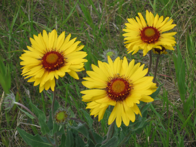 Обои картинки фото цветы, гайлардии, гелениумы, желтые, трава