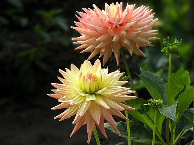 Обои картинки фото цветы, георгины, лепестки