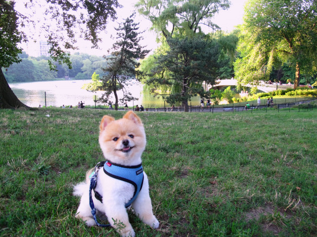 Обои картинки фото животные, собаки, шпиц