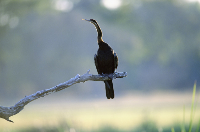 Обои картинки фото животные, Чайки, бакланы, крачки, ветка