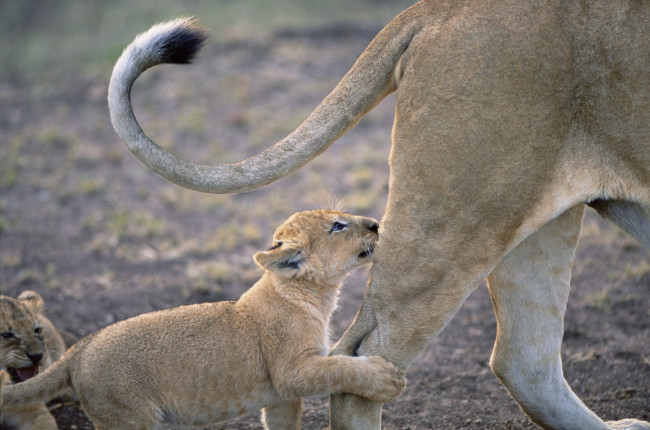 Обои картинки фото животные, львы, львёнок