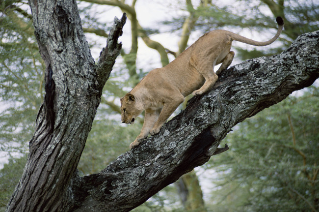Обои картинки фото животные, львы, львица, дерево