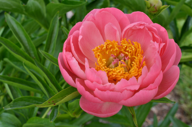 Обои картинки фото цветы, пионы, розовый, бутон, лепестки