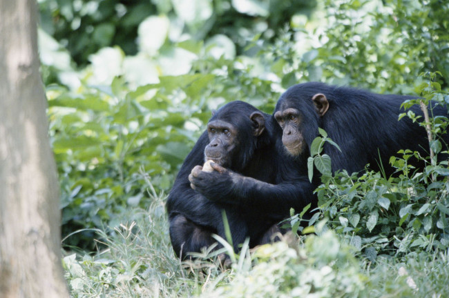 Обои картинки фото животные, обезьяны, шимпанзе
