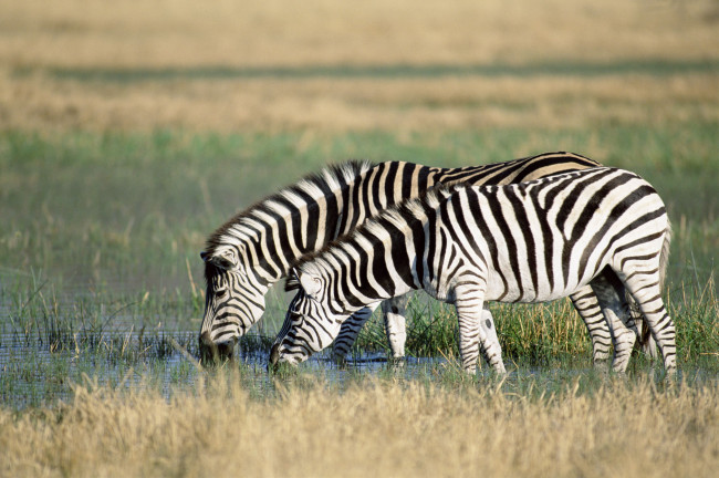 Обои картинки фото животные, зебры, водопой
