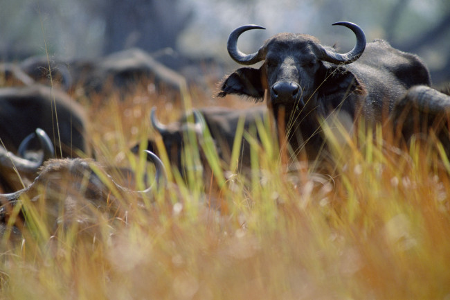 Обои картинки фото животные, коровы, буйволы, буйвол