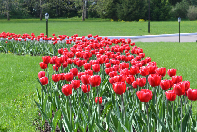 Обои картинки фото цветы, тюльпаны, клумба