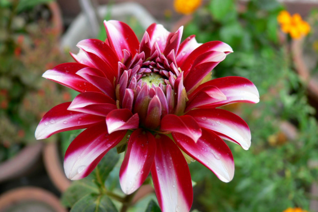 Обои картинки фото цветы, георгины, красный