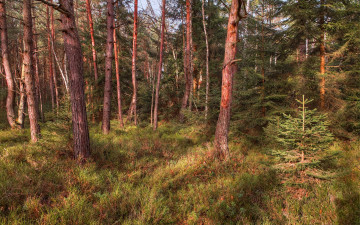 Картинка природа лес трава бор сосновый