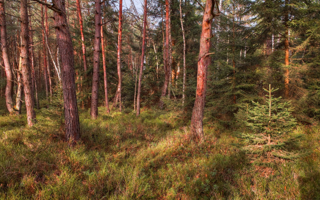 Обои картинки фото природа, лес, трава, бор, сосновый