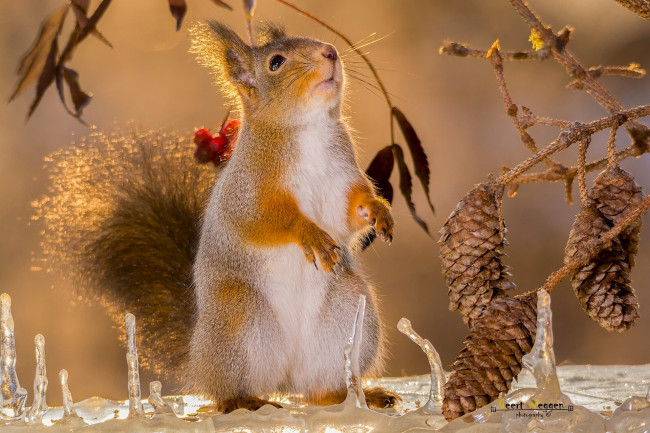 Обои картинки фото животные, белки, сосульки, шишки, ветки, стойка, рыжая, белка