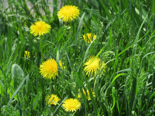 Картинка цветы одуванчики весна 2018