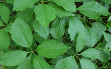 Картинка природа листья плющ зелень