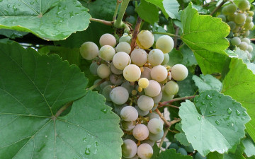 Картинка природа Ягоды +виноград виноград гроздь
