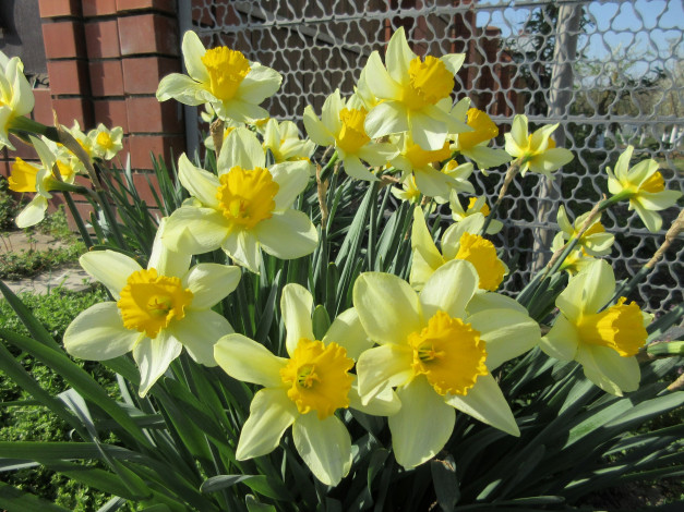 Обои картинки фото цветы, нарциссы, весна, 2018