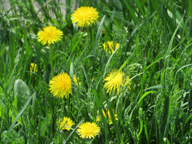 Обои картинки фото цветы, одуванчики, весна, 2018