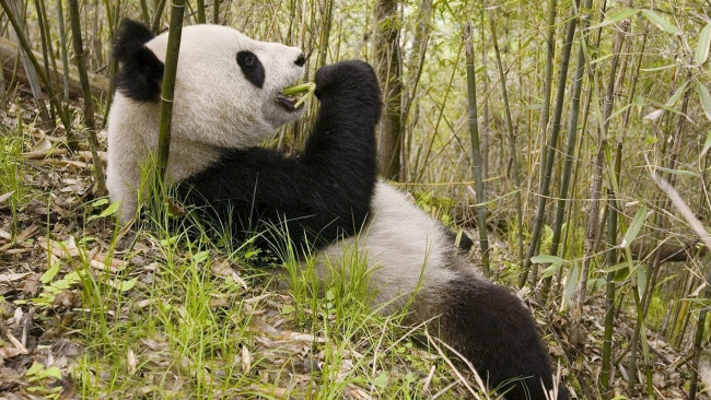 Обои картинки фото животные, панды, панда