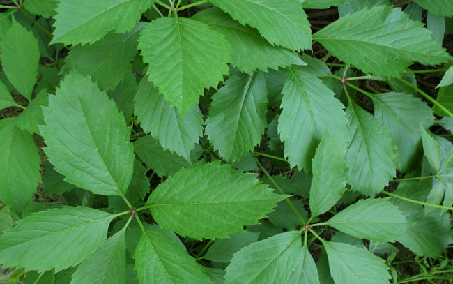 Обои картинки фото природа, листья, плющ, зелень