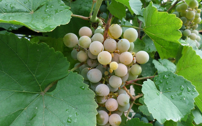 Обои картинки фото природа, Ягоды,  виноград, виноград, гроздь