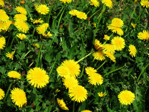 Картинка цветы одуванчики желтый