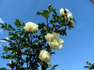 Картинка цветы розы белый