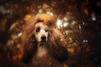 Картинка животные собаки собака