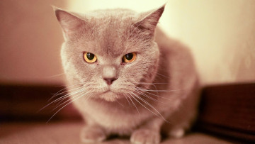 Картинка кошки животные коты