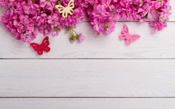 Картинка цветы сакура +вишня бабочки