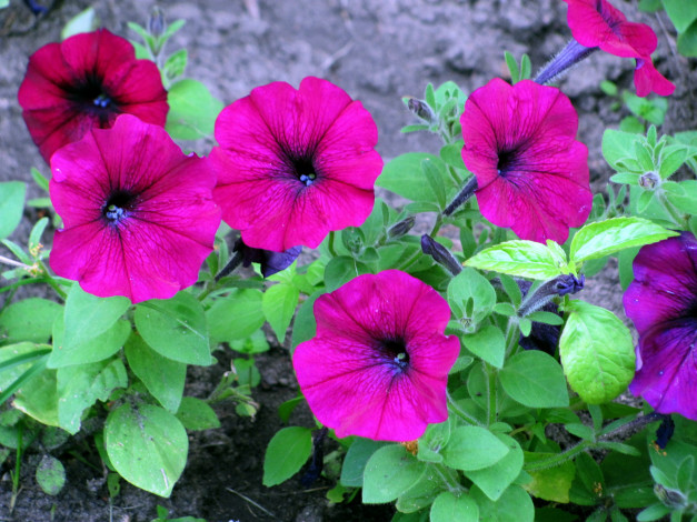 Обои картинки фото цветы, петунии,  калибрахоа, розовый