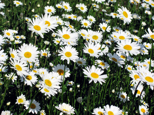 Обои картинки фото цветы, ромашки, белый