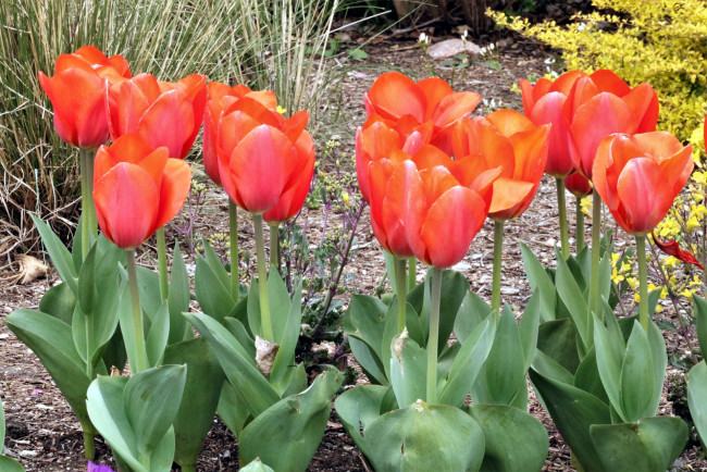 Обои картинки фото цветы, тюльпаны, алый