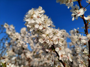 Картинка 11 04 2022 цветы цветущие+деревья+ +кустарники весна