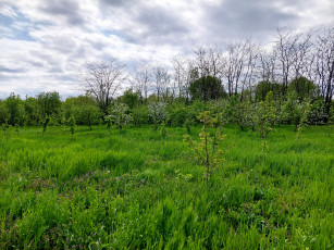 Картинка природа пейзажи сад весна