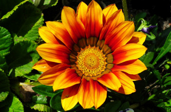 обоя цветы, газания, макро, оранжевая