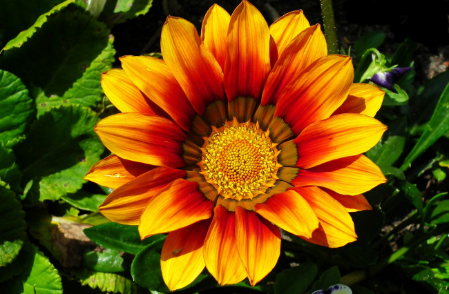 Обои картинки фото цветы, газания, макро, оранжевая