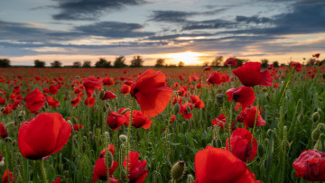 Картинка field+of+poppies wiltshire england цветы маки field of poppies