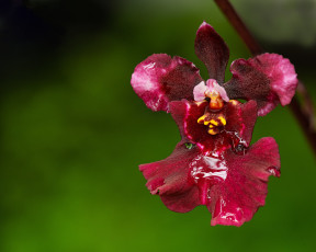 обоя цветы, орхидеи, цветок