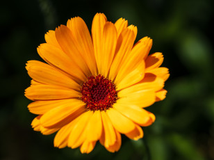 Картинка цветы календула желтая макро